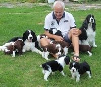 English Springer Spaniel Puppies for sale in Torrance, CA, USA. price: NA