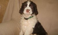 English Springer Spaniel Puppies for sale in Columbus, MS, USA. price: NA