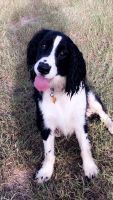English Springer Spaniel Puppies for sale in Point, TX 75472, USA. price: NA