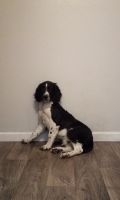 English Springer Spaniel Puppies for sale in Denver, CO, USA. price: NA