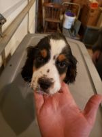 English Springer Spaniel Puppies for sale in Ontario, WI 54651, USA. price: NA