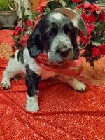 English Springer Spaniel Puppies for sale in Salina, PA 15680, USA. price: NA