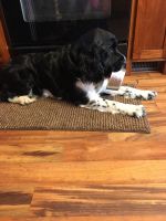 English Springer Spaniel Puppies for sale in Indianapolis, IN, USA. price: NA
