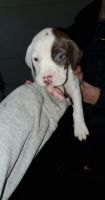 English Springer Spaniel Puppies for sale in 421 S Suffolk St, Ironwood, MI 49938, USA. price: NA