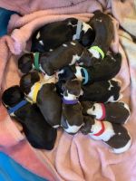 English Springer Spaniel Puppies for sale in Moriah, NY 12960, USA. price: NA
