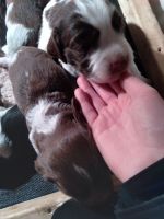 English Springer Spaniel Puppies for sale in Ashby, MN 56309, USA. price: NA