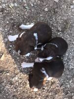 English Springer Spaniel Puppies for sale in Kendalia, TX 78013, USA. price: NA