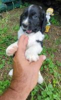 English Springer Spaniel Puppies for sale in S ABINGTN TWP, PA 18411, USA. price: NA