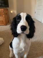English Springer Spaniel Puppies for sale in Winder, GA 30680, USA. price: NA