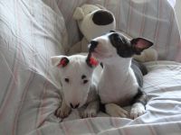 English Toy Terrier (Black & Tan) Puppies Photos