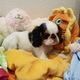 English Toy Terrier (Black & Tan) Puppies Photos