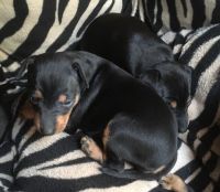 English Toy Terrier (Black & Tan) Puppies for sale in 2018 Elizabeth St, Springfield, IL 62702, USA. price: NA
