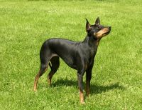 english toy terrier black and tan dog