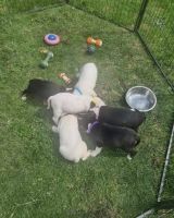 English White Terrier Puppies for sale in Oregon City, OR 97045, USA. price: $1,000
