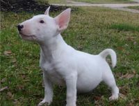 English White Terrier Puppies for sale in Los Angeles, CA, USA. price: NA