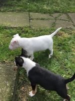 English White Terrier Puppies Photos