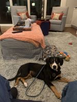 Entlebucher Mountain Dog Puppies for sale in Leland, NC 28451, USA. price: NA