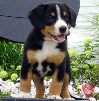 Entlebucher Mountain Dog Puppies for sale in Santa Maria, CA, USA. price: NA