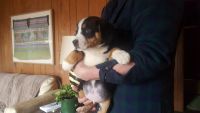 Entlebucher Mountain Dog Puppies for sale in Allendale Charter Twp, MI, USA. price: NA