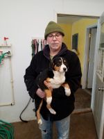 Entlebucher Mountain Dog Puppies for sale in Allendale Charter Twp, MI, USA. price: NA