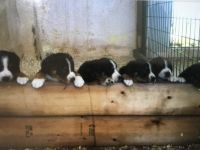 Entlebucher Mountain Dog Puppies for sale in Winfield, WV 25213, USA. price: NA