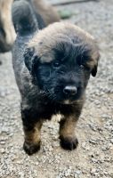 Estrela Mountain Dog Puppies for sale in Flemington, NJ 08822, USA. price: NA