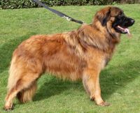 estrela mountain dog dog