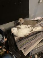 Eurasian Collared Dove Birds for sale in Lincoln, NE, USA. price: NA