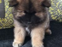 Eurasier Puppies for sale in Dublin, OH, USA. price: NA
