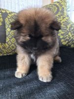 Eurasier Puppies for sale in Nashville, TN, USA. price: NA