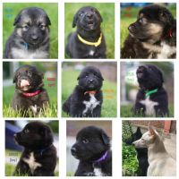 Eurohound Puppies for sale in Brooklyn, NY, USA. price: NA