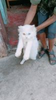 European Burmese Cats Photos