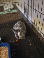 European Hare Rabbits for sale in Sacramento, CA 95823, USA. price: NA