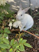 European Rabbit Rabbits for sale in Upland, CA, USA. price: NA