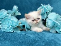 Exotic Shorthair Cats for sale in Cedar Grove, NJ 07009, USA. price: NA