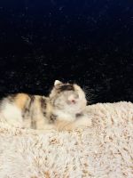 Exotic Shorthair Cats for sale in Sorrento, FL 32776, USA. price: NA