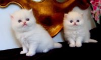 Exotic Shorthair Cats for sale in Carol Stream, IL, USA. price: NA