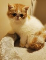 Exotic Shorthair Cats for sale in State College, PA, USA. price: NA