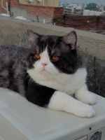 Exotic Shorthair Cats for sale in New Delhi, Delhi, India. price: 15000 INR