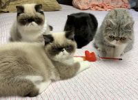 Exotic Shorthair Cats for sale in Newport, NH 03773, USA. price: NA