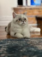 Exotic Shorthair Cats for sale in Bronx, NY 10457, USA. price: $1,000