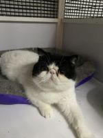 Exotic Shorthair Cats for sale in Fleetwood, PA 19522, USA. price: $1,200