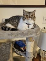 Exotic Shorthair Cats for sale in Elkton, MD 21921, USA. price: $800