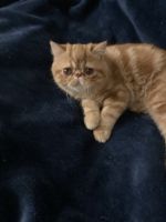 Exotic Shorthair Cats for sale in Hillsboro, OR, USA. price: $500