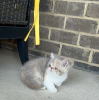 Exotic Shorthair Cats for sale in Cross Plains, TN, USA. price: $2,500