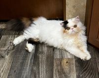 Exotic Shorthair Cats for sale in Buda, TX 78610, USA. price: $3,000