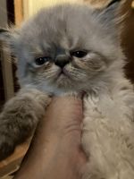 Exotic Shorthair Cats for sale in Oakham, MA, USA. price: NA