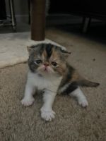 Exotic Shorthair Cats for sale in Plymouth, MN, USA. price: $3,000