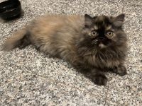 Exotic Shorthair Cats for sale in New York, NY 10019, USA. price: $900