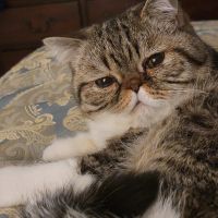 Exotic Shorthair Cats for sale in Elkton, MD 21921, USA. price: $450